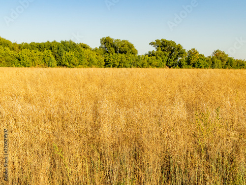 Autumn landscape. Yellow field and blue sky.