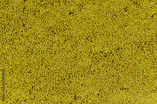 duckweed on the water surface - ideal for waterfowl