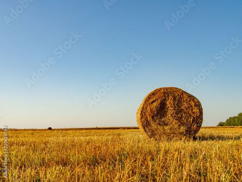 harvested field with straw bales in summer
