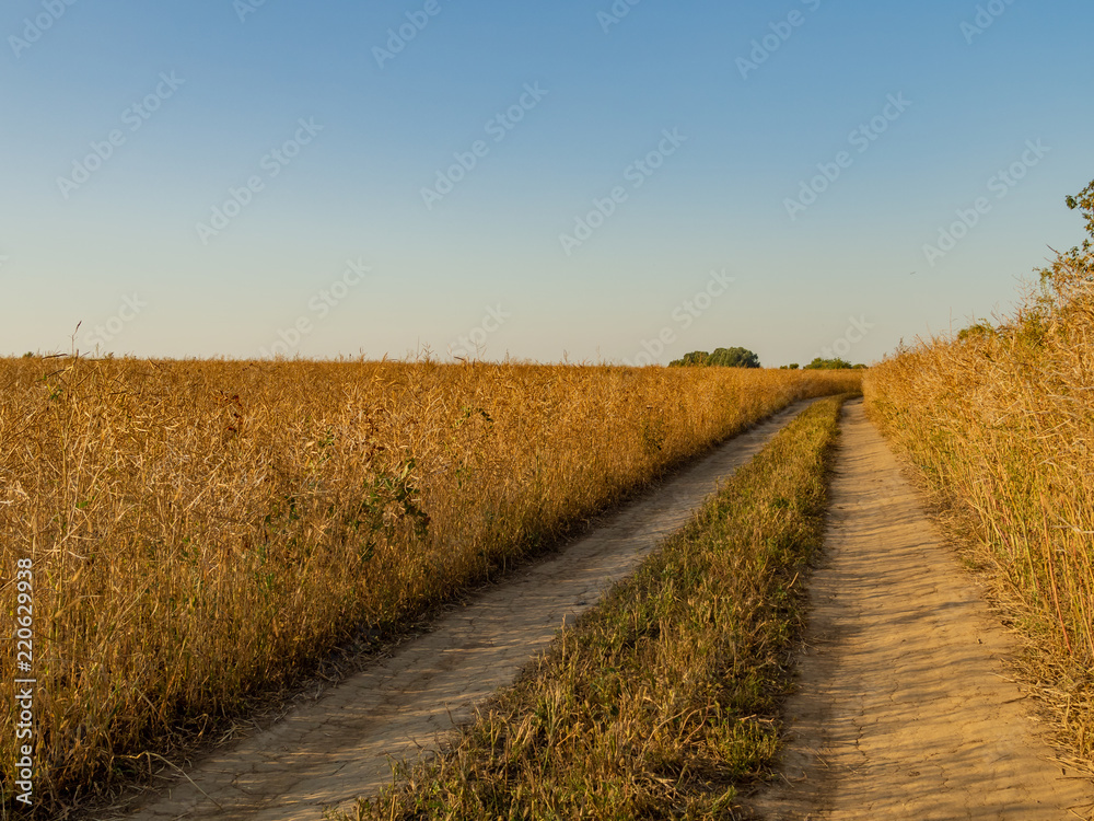 Country road through the wheaten field