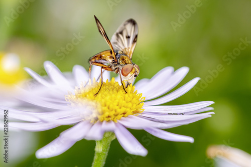 Igelfliege - Tachina magnicornis - Tachinid Fly on Leucanthemum - Margerite