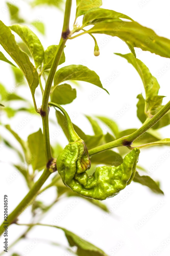 Immature chili pepper. Unripe peppers Chocolate Bhut Jolokia Ghost. Spicy spices. Vegetable growing. Healthy spice. Immature chili pepper. Unripe peppers Chocolate Bhut Jolokia Ghost. Spicy spices. Vegetable growing. Healthy spice.