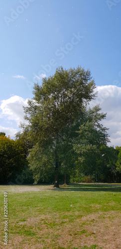 Großer Baum im Stadtpark