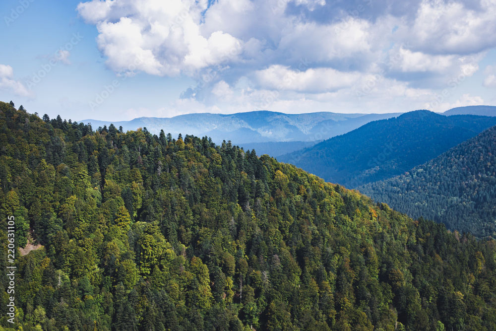 Scenic view of a forest in a hilly landscape / Wald in einer hügeligen Landschaft