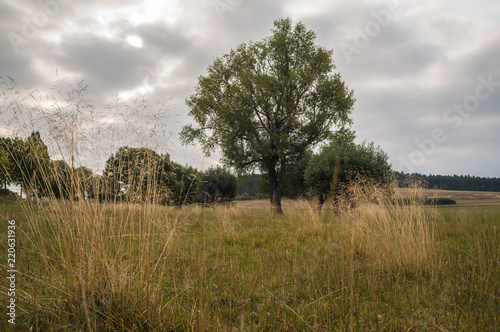 Landschaft im Sommer