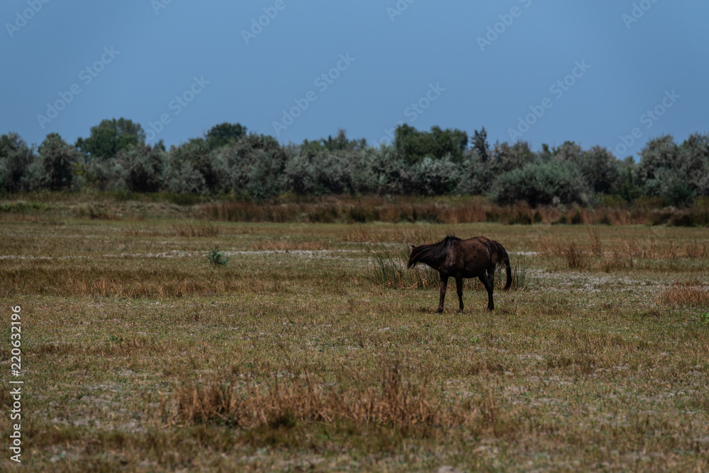 The wild stallions of the Danube Delta - Forest Letea