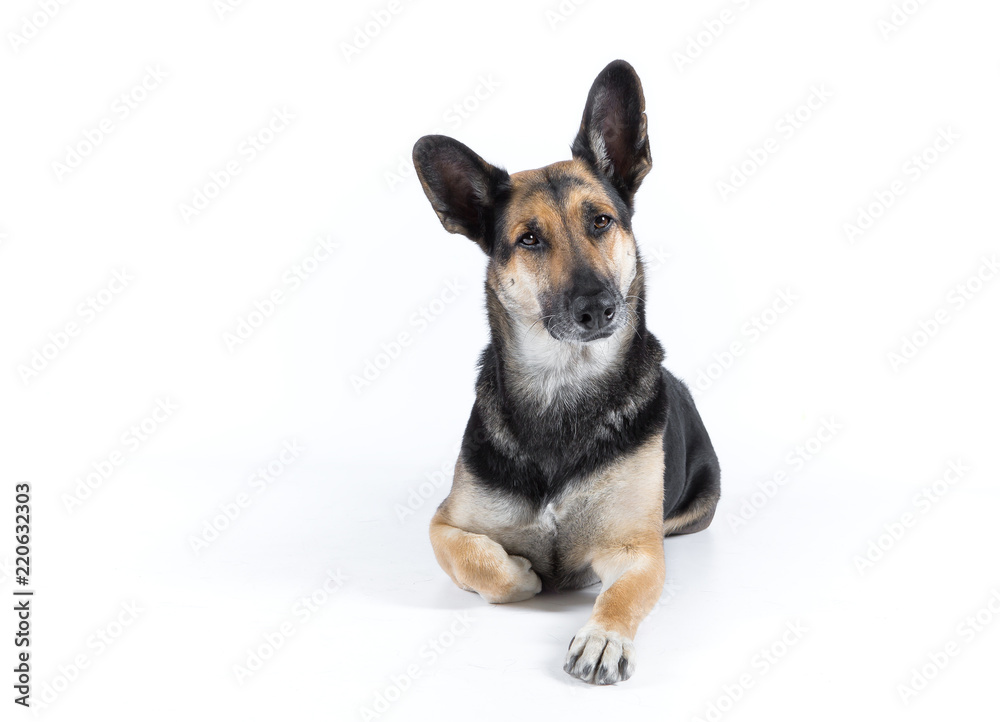 german shepherd dog german shepherd dog