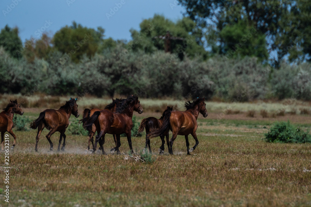 The wild stallions of the Danube Delta - Forest Letea The wild stallions of the Danube Delta - Forest Letea