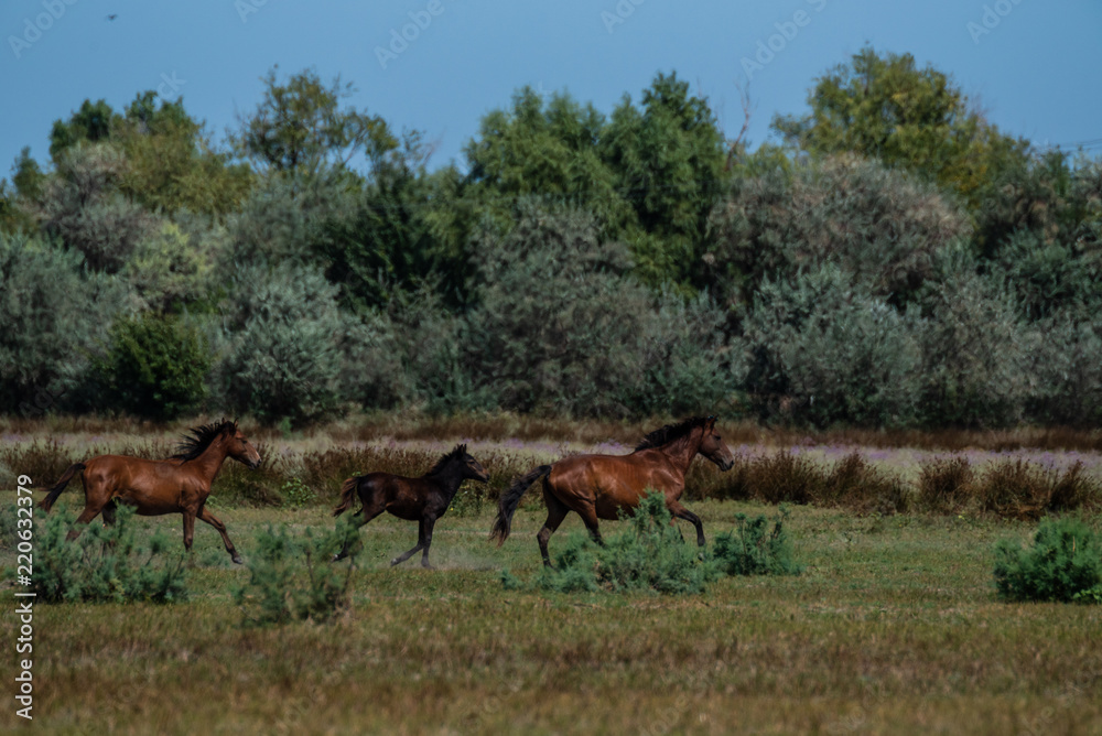 The wild stallions of the Danube Delta - Forest Letea The wild stallions of the Danube Delta - Forest Letea