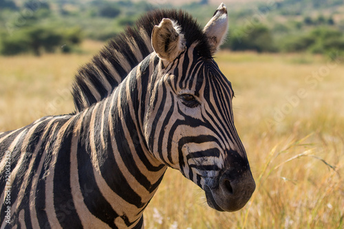 Zebra portrait up close, Pilanesberg National Park, South Africa