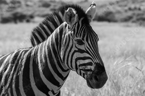 Zebra portrait up close in monochrome, Pilanesberg National Park, South Africa