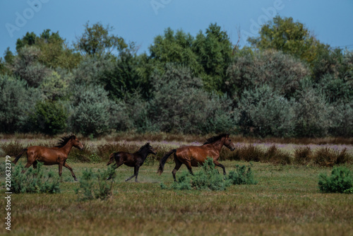 The wild stallions of the Danube Delta - Forest Letea © Alexandru