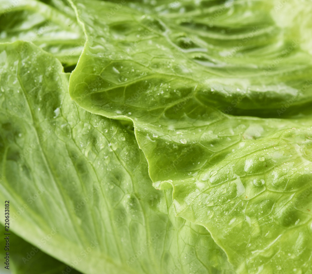Close-up macro view of fresh green Lettuce leaves Close-up macro view of fresh green Lettuce leaves