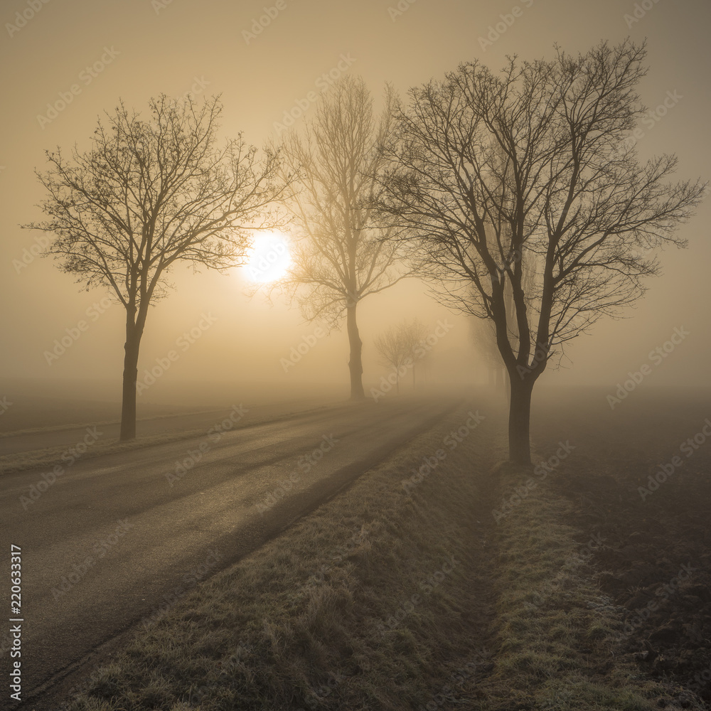 Bäume entlang einer Strasse bei Morgennebel im Winter