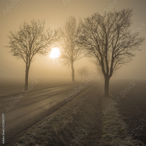 Bäume entlang einer Strasse bei Morgennebel im Winter