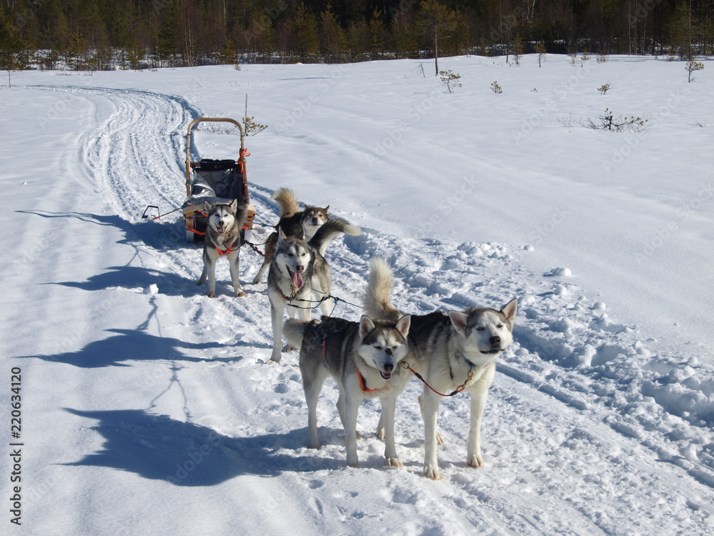 Obraz premium Schlittenhunde Gespann