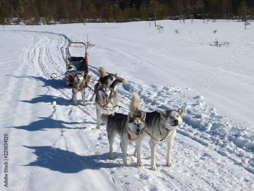 Schlittenhunde Gespann photo