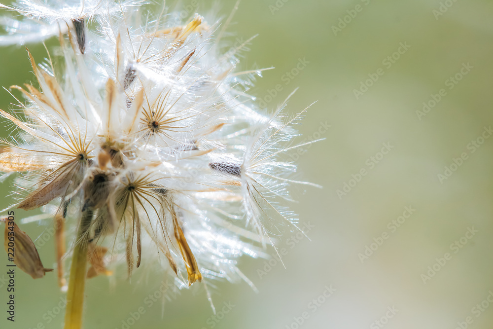 Beautiful white dandelion flowers.