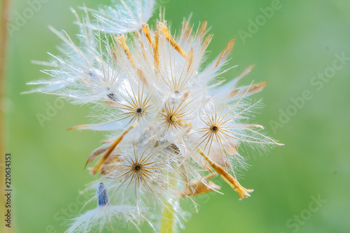 Beautiful white dandelion flowers.