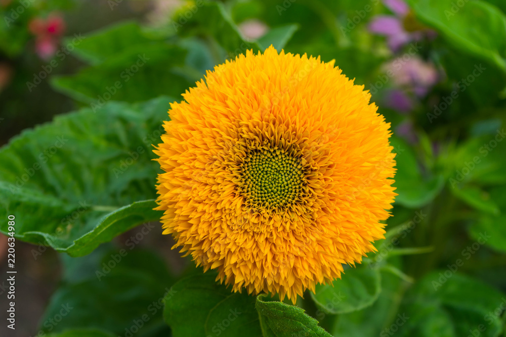 Ziersonnenblume blüht im Sommer Ziersonnenblume blüht im Sommer