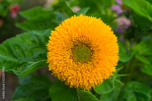 Ziersonnenblume bl  ht im Sommer