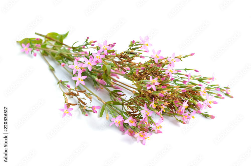 Εκτύπωση καμβά Centaurium or centaury isolated on white background