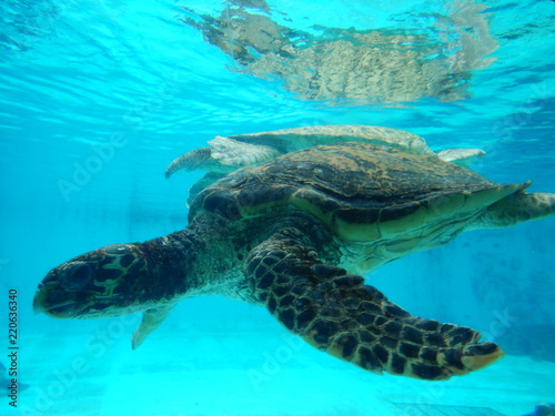 Tortuga buceando en el aquario de Okinawa  Japon