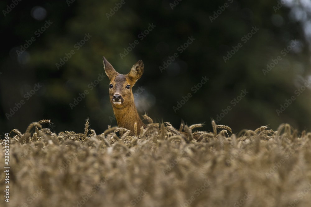 Roe Deer in a Field Roe Deer in a Field