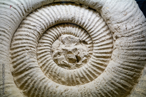 Fossil Ammonite for fuel and gas industry