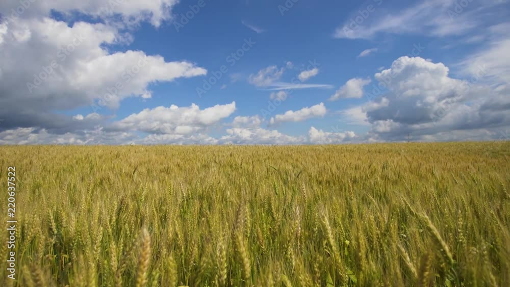 Wheat ears in field. blue sky, clouds. Golden wheat field. Yellow grain ready for harvest growing in farm field. Wheat ears in field. blue sky, clouds. Golden wheat field. Yellow grain ready for harvest growing in farm field.