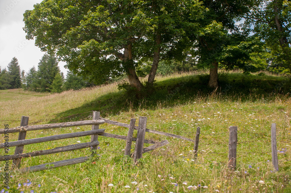 Kuhweide Zaun mit Gatter Kuhweide Zaun mit Gatter