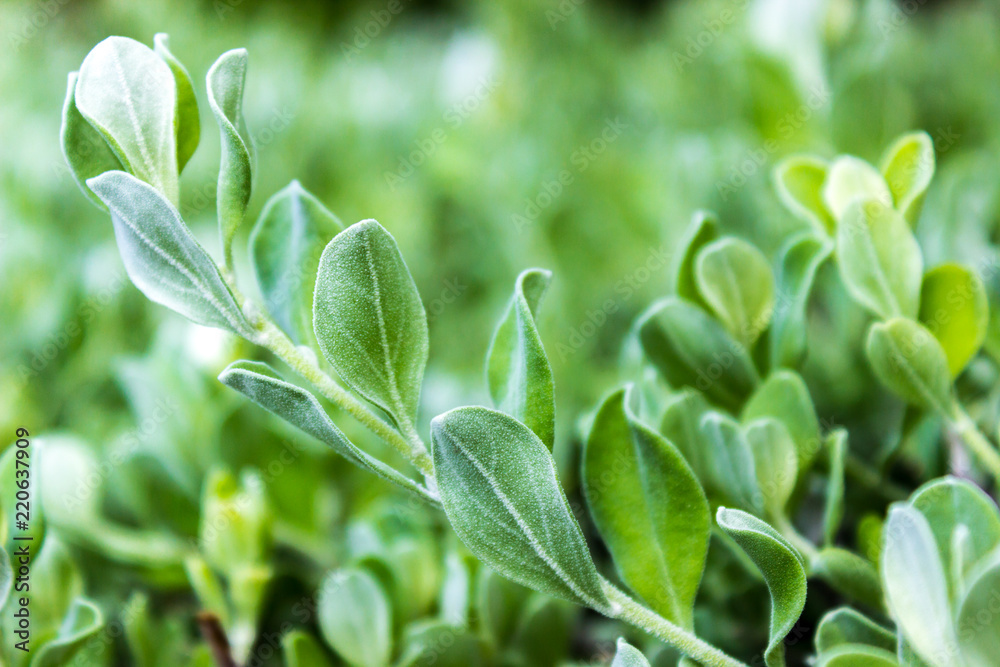 Bright Bush Leaves Fuzzy Closeup Nature Branch Bright Bush Leaves Fuzzy Closeup Nature Branch