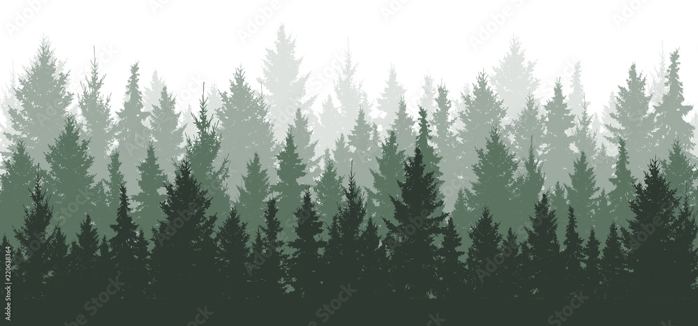 Forest background, nature, landscape. Evergreen coniferous trees. Pine,  spruce, christmas tree. Silhou…