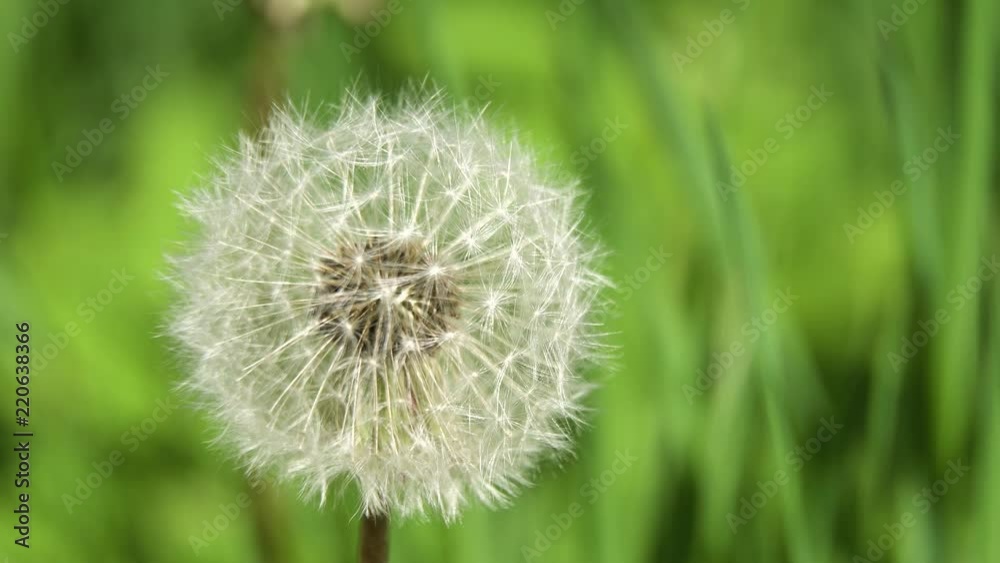 Dandelion Seed Head ,on blurry background,macro close-up. Dandelions, dandelion meadow, white flowers in green grass. 4K video Dandelion Seed Head ,on blurry background,macro close-up. Dandelions, dandelion meadow, white flowers in green grass. 4K video
