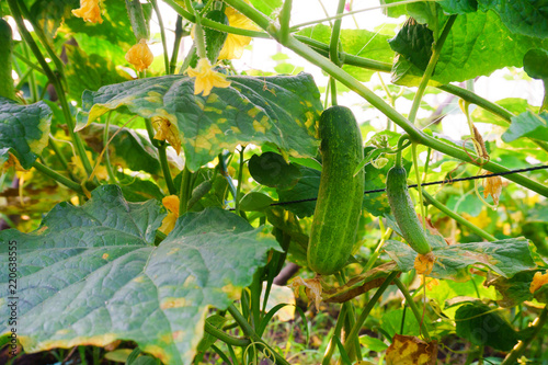 Organic Vegetables,Close up Green Cucumber on the farm,Organic Vegetables,Close up Green Cucumber on the farm,Cucumbers in the garden