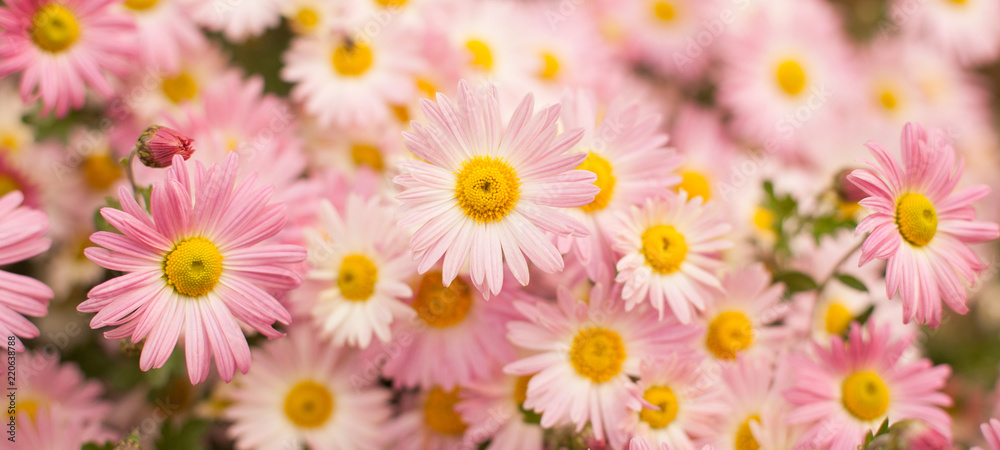 Obraz premium Beautiful Wide Angle background with pink chrysanthemum flowers
