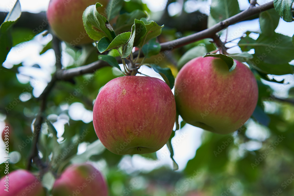 Close up Picture of the red riped apples on the stick of apple branch or tree in the organic orchard or home garden just before to be picked in the autumn sunny day. Close up Picture of the red riped apples on the stick of apple branch or tree in the organic orchard or home garden just before to be picked in the autumn sunny day.