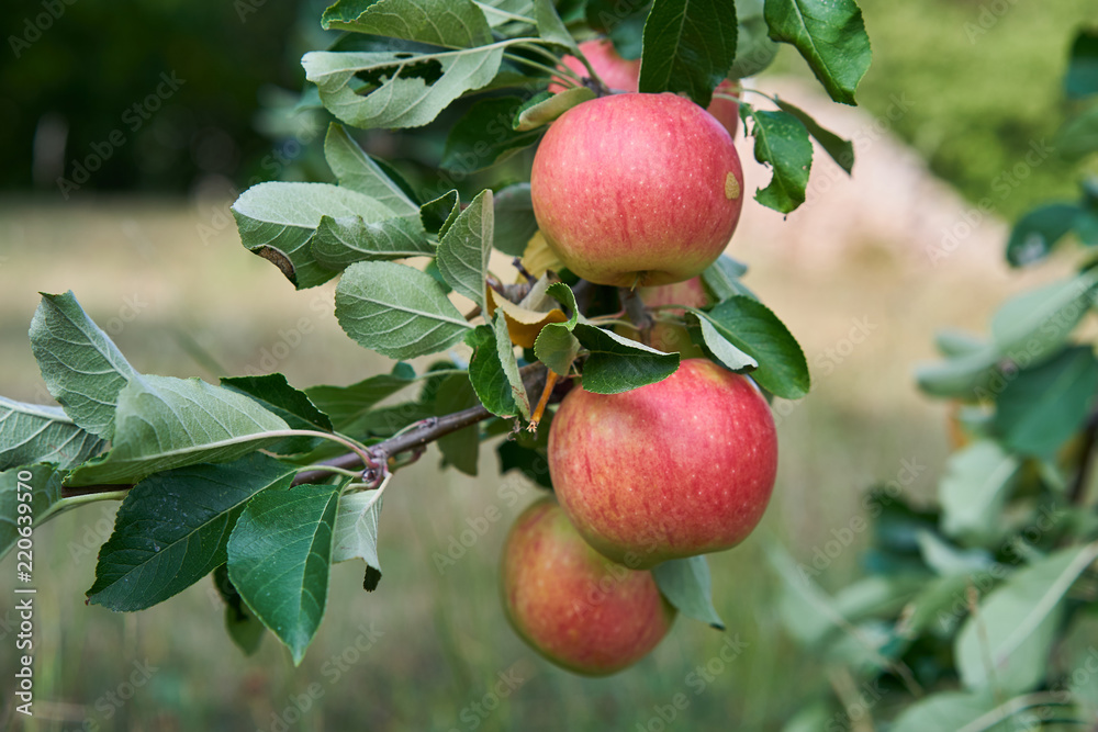 Close up Picture of the red riped apples on the stick of apple branch or tree in the organic orchard or home garden just before to be picked in the autumn sunny day. Close up Picture of the red riped apples on the stick of apple branch or tree in the organic orchard or home garden just before to be picked in the autumn sunny day.