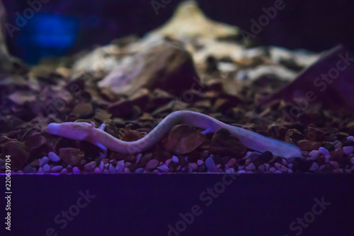 The olm or proteus or Proteus anguinus is an aquatic salamander in the family Proteidae, the only exclusively cave-dwelling chordate species found in Europe, Slovenia