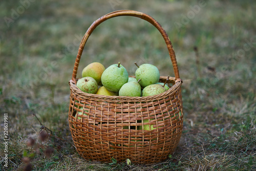 Obraz na plátně Fresh and juicy green and yellow organic pears in old wickerwork basket just after picked up from the orchard or home garden on the grass in the cold autumn day