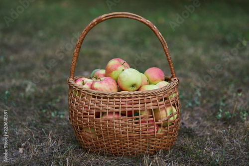 Fresh and juicy red and green organic apples in old wickerwork basket just after picked up from the orchard or home garden on the grass in the cold autumn day.