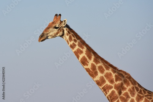 Giraffe (giraffa camelopardalis) im Etosha Nationalpark in Namibia