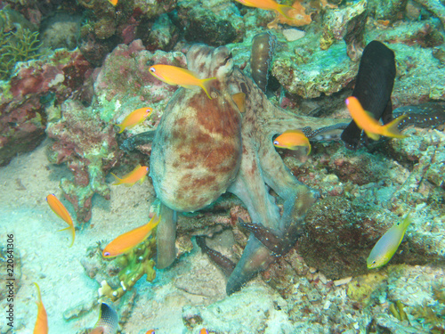 Octopus underwater, Thailand photo