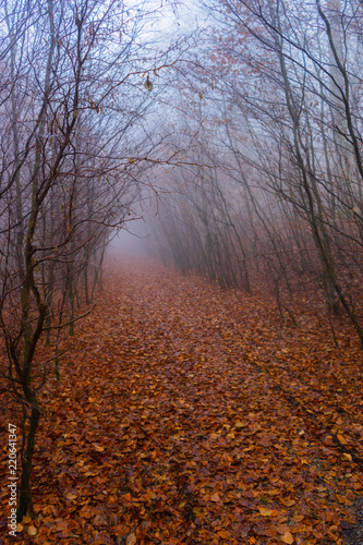 Mysterious foggy path in autumn forest with leaves on ground