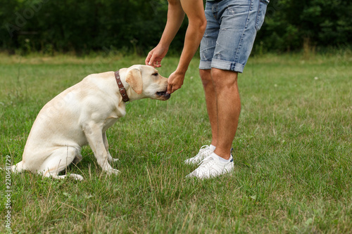 Happy young man feeding dog Labrador outdoors