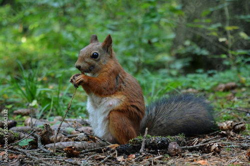 Beautiful fluffy squirrel closeup gnawing nut sitting next to cones in the forest