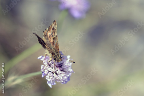 Mallow Skipper - Carcharodus alceae, Crete