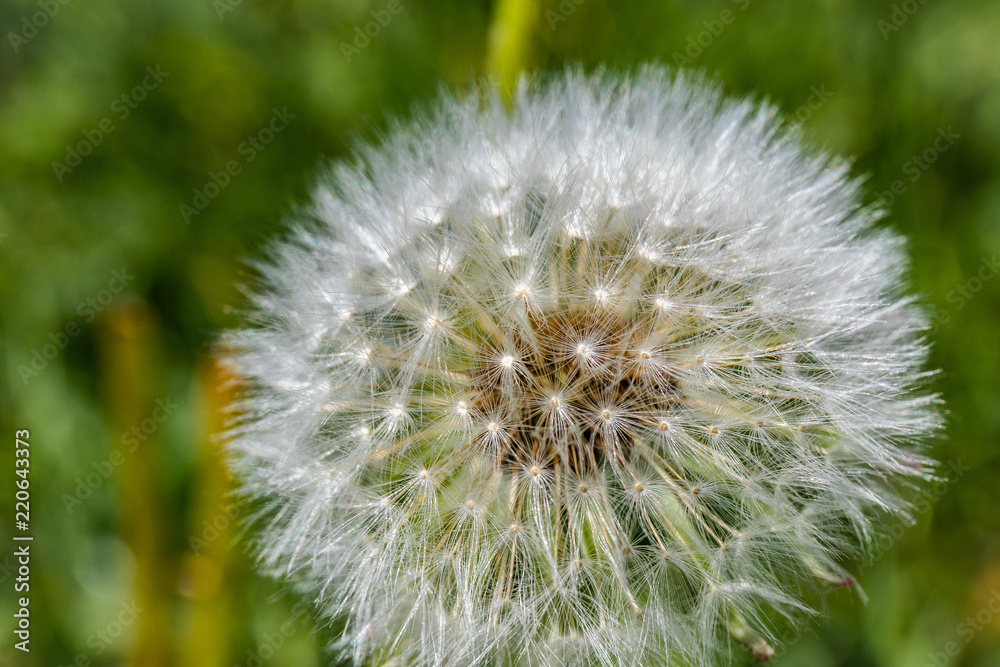 Fototapeta premium dandelion