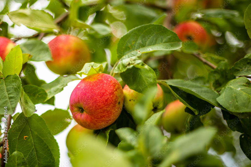 apples apples