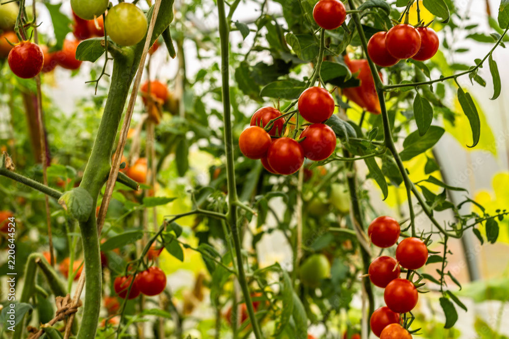 Obraz premium tomatoes